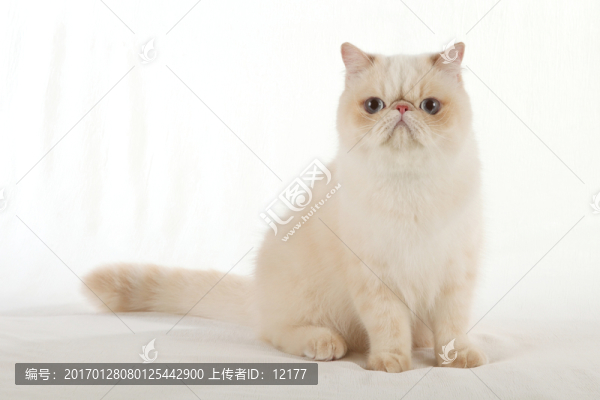 可愛的小貓