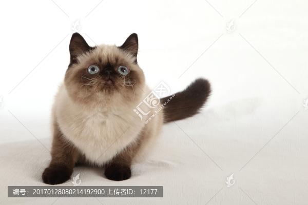 可愛的小貓