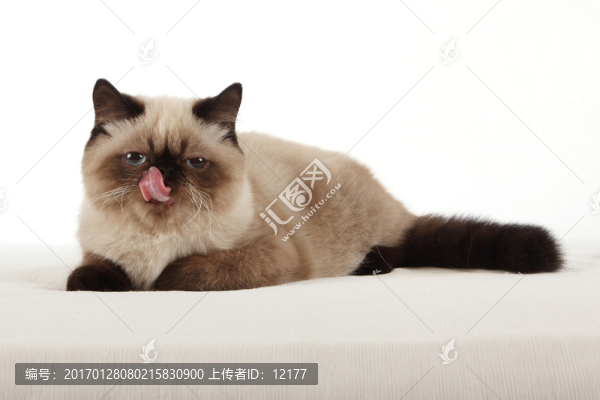 可愛(ài)的小貓