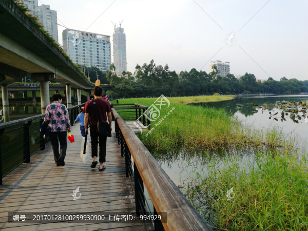 深圳洪湖公園風景