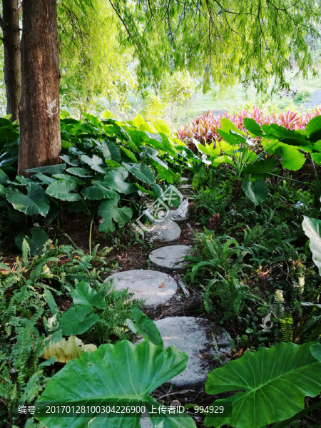 白貓-匯圖網(wǎng) www.fosd68.com 白貓