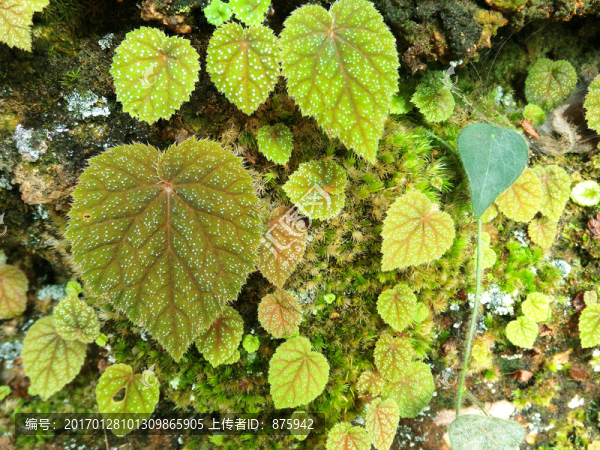 植物背景墻-匯圖網(wǎng) www.fosd68.com 植物背景墻