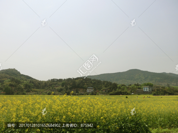油菜花