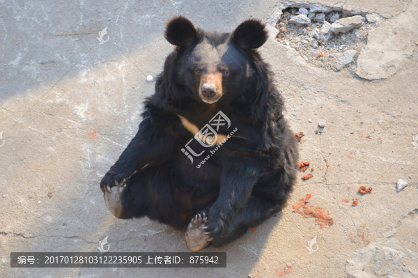黑熊