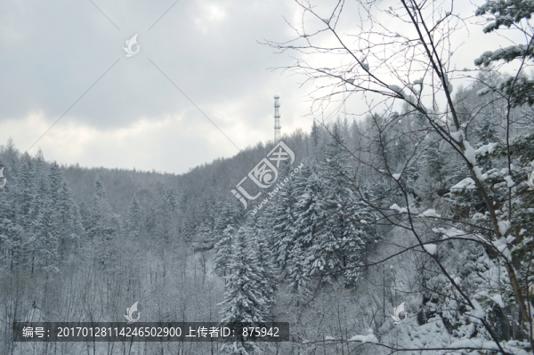 森林雪景