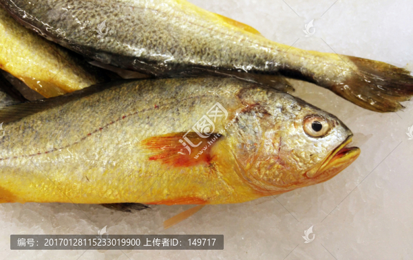 冰鮮黃花魚