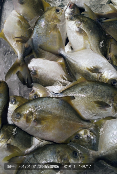 冰鮮白鯧魚