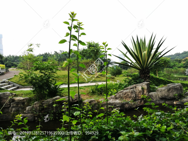 深圳中山公園景觀園林