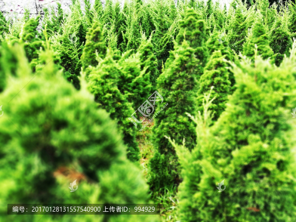 深圳中山公園杉樹(shù)