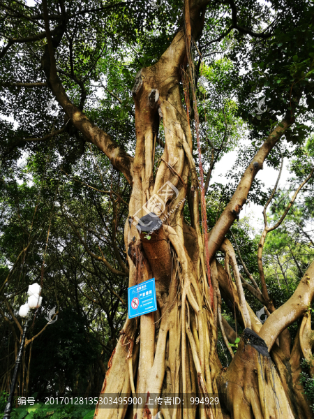 深圳中山公園榕樹(shù)