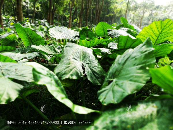 深圳中山公園綠色植物