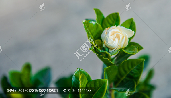 梔子花