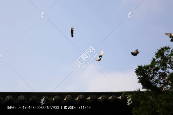 天空鴿子