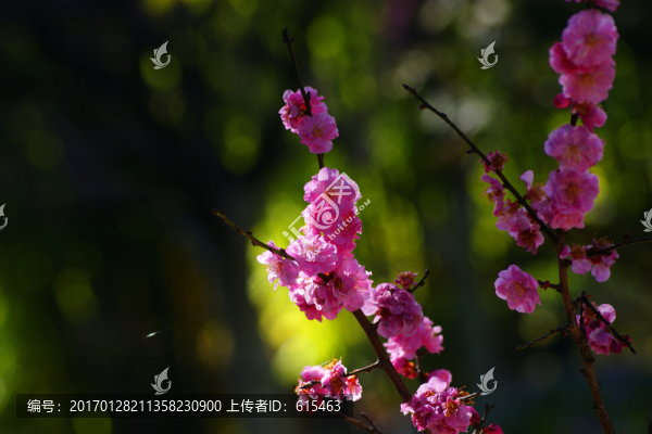 梅花