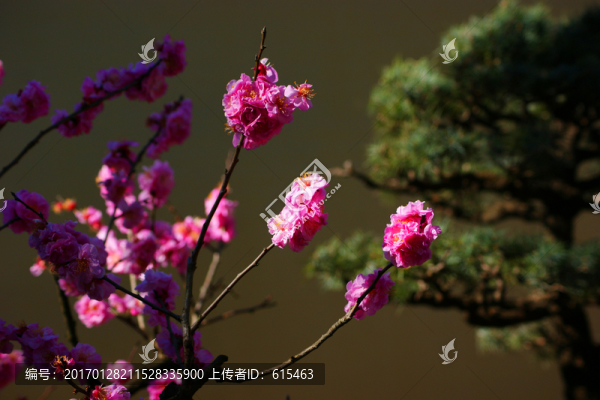 梅花
