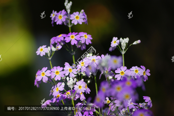 花朵