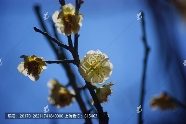 梅花