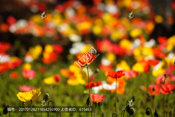 花朵