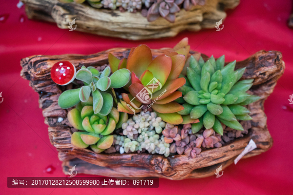 多肉植物,多肉盆栽