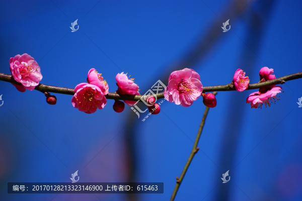 臘梅花