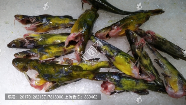 黃骨魚