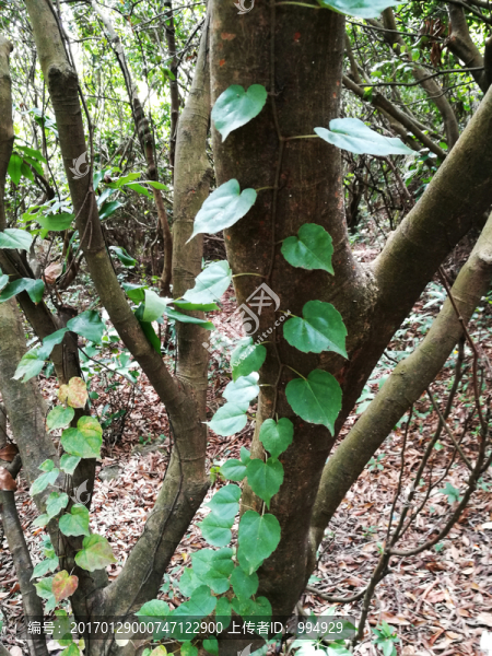 綠色植被