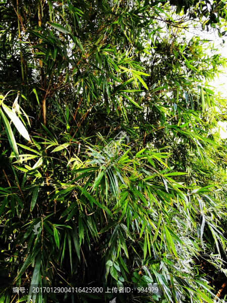 綠色植物