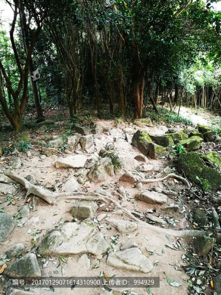 塘朗山郊野公園風景