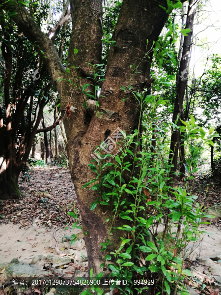 塘朗山郊野公園風(fēng)景