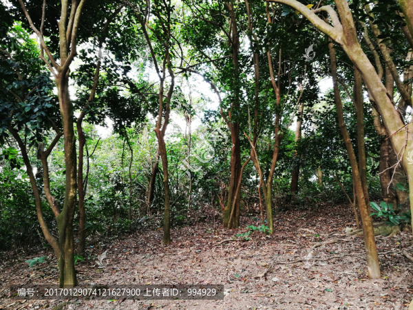 深圳塘朗山郊野公園風(fēng)景