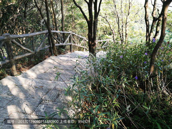 塘朗山郊野公園風(fēng)景