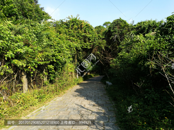塘朗山郊野公園風景
