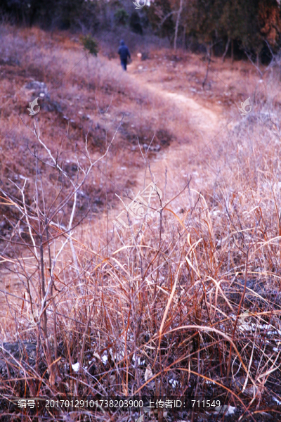 山上荒草小路