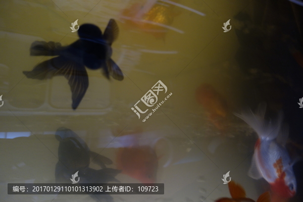 金魚