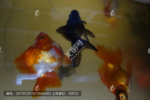 金魚