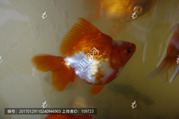 金魚