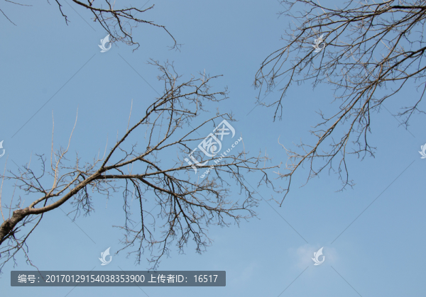冬天的樹(shù)枝