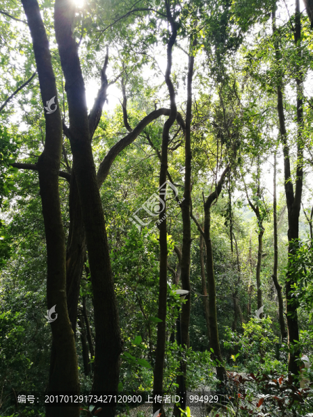 深圳筆架山森林公園景區(qū)