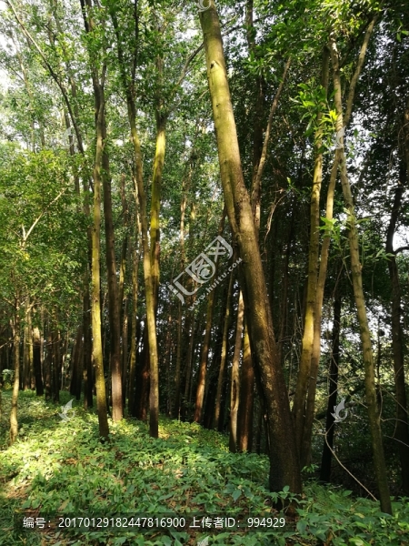 深圳筆架山森林公園