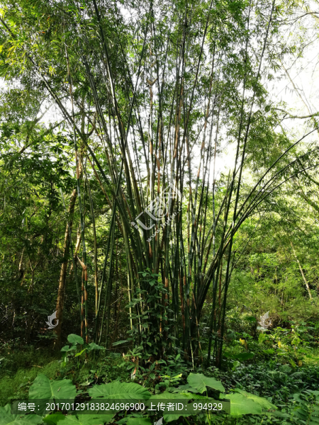 深圳筆記山公園