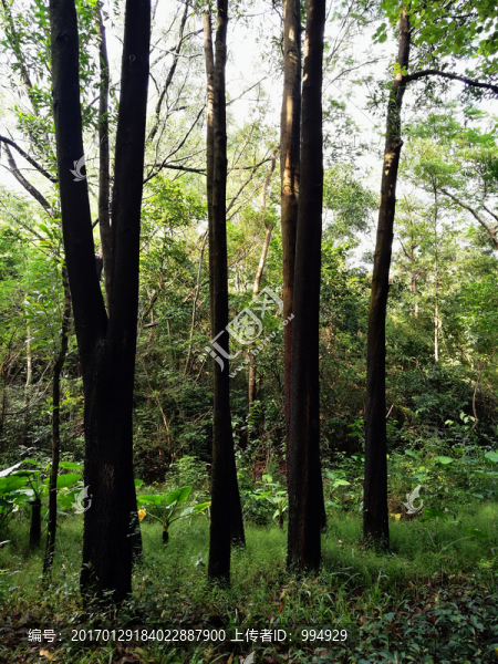 深圳筆架山森林公園