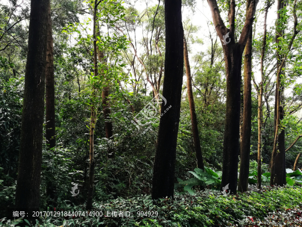 深圳筆架山公園森林
