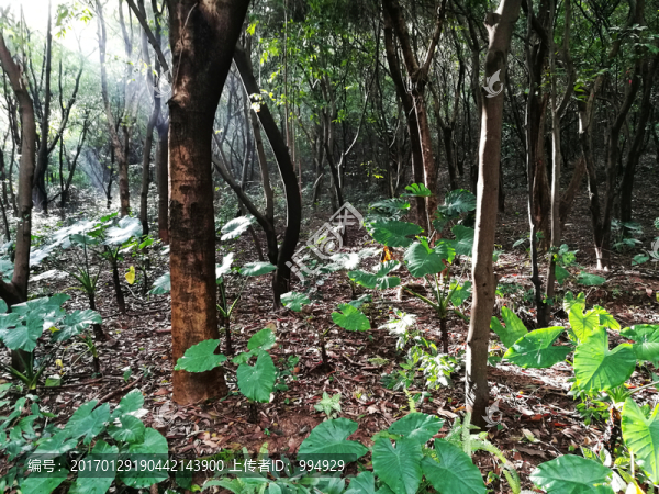 深圳筆架山公園景色