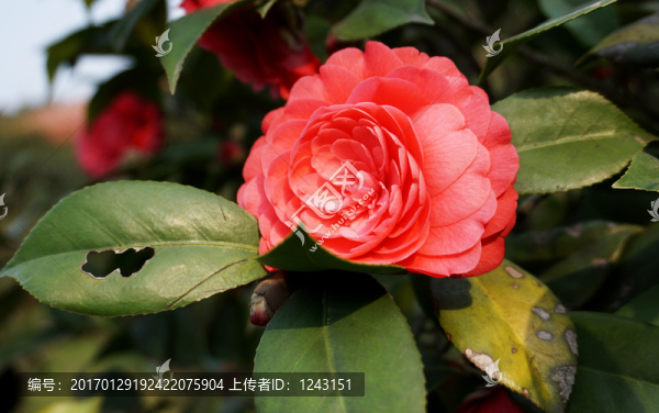 茶花