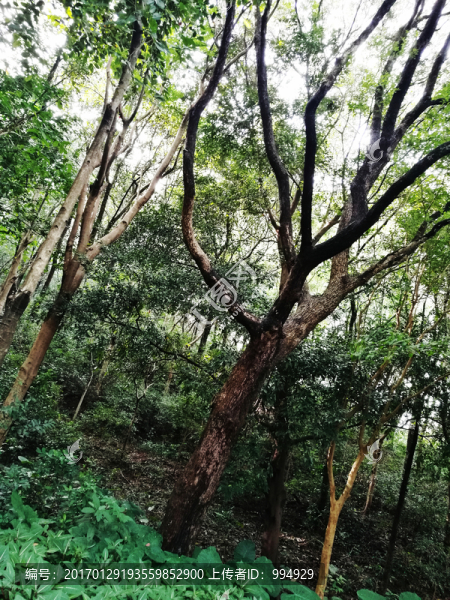 深圳筆架山公園風光