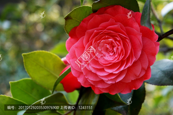 茶花