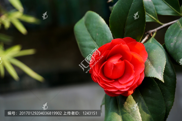 茶花