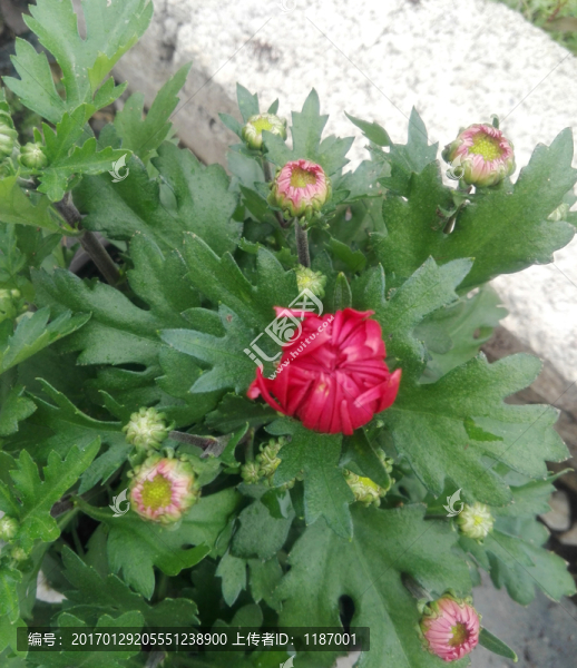 菊花
