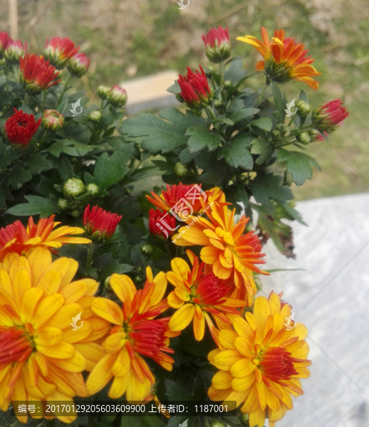 雛菊花