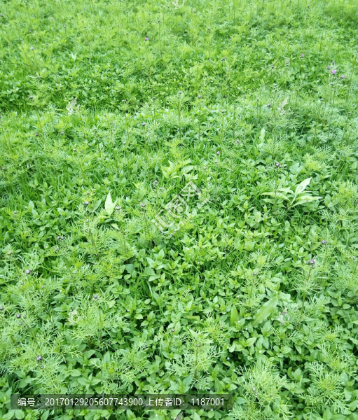 綠色背景草地-匯圖網(wǎng) www.fosd68.com 綠色背景草地